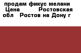  продам фикус мелани › Цена ­ 150 - Ростовская обл., Ростов-на-Дону г.  »    . Ростовская обл.,Ростов-на-Дону г.